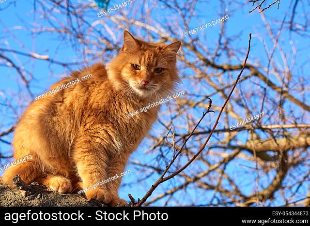 adult fluffy red cat sits on a tree branch, sunny day
