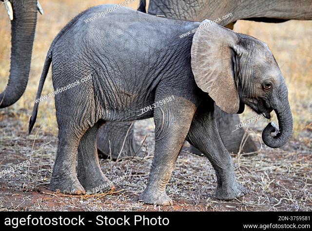 Junger Elefant, Chobe Nationalpark, Botswana; young elephant, Chobe, Botsuana