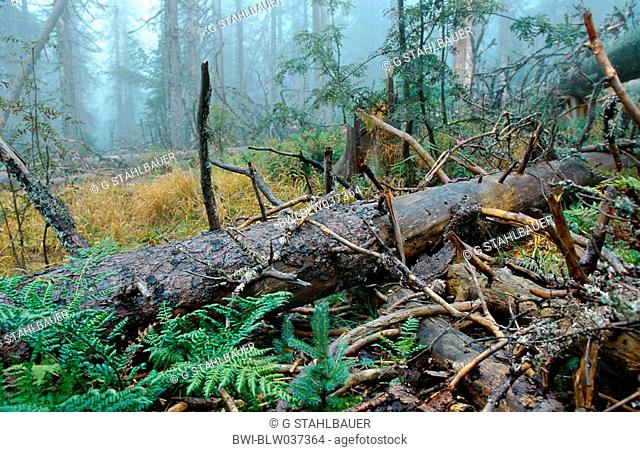 windbreak, a new wood grows up, Germany, Bavaria, NP Bavarian Forest