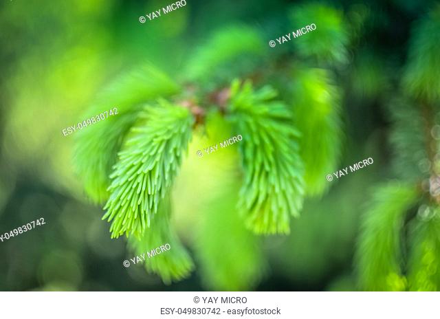 young sprout of spruce, natural forest on the front of blue sky