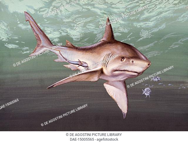 Great white Shark (Carcharodon carcharias), Lamnidae, drawing
