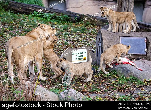 13 November 2023, Saxony, Leipzig: The lion cubs frolic with their mother Kigali in the lion savannah at Leipzig Zoo. The four lion cubs have now all been given...