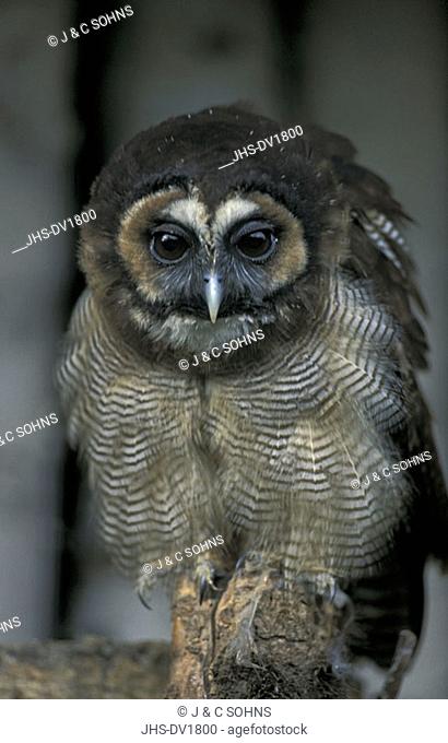 Brown Wood Owl Strix leptogrammica Asia