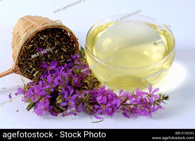Cup with loosestrife tea (Lythrum salicaria), blood loosestrife tea