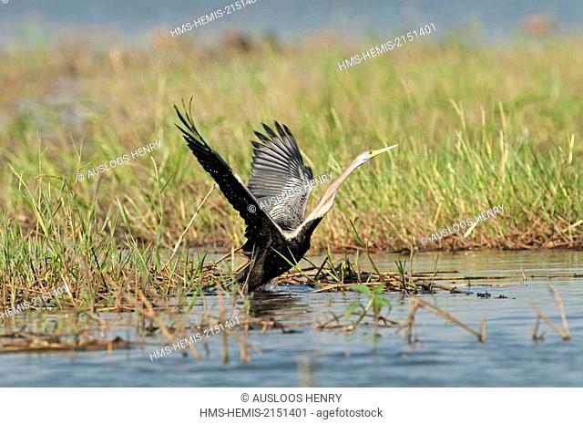 Thailand, Oriental Darter (Anhinga melanogaster) Take-off
