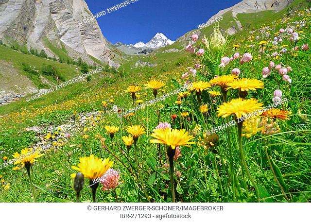 Flower meadow in front of the peak of the Grossglockner, National Park Hohe Tauern, Tyrol, Austria