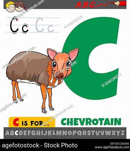 Educational cartoon illustration of letter C from alphabet with chevrotain animal character