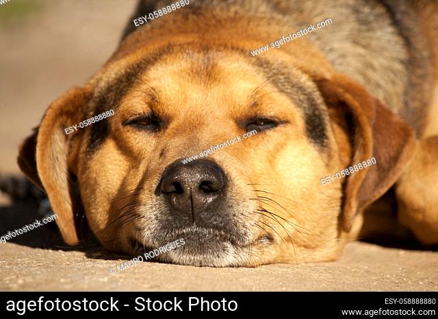 Close view of a domestic dog with a lazy attitude on the outdoor