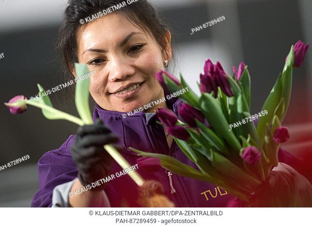 Desirie, an employee at the flower company Tulpina, picks fresh tulips in Schoenebeck in Brandenburg, Germany, 17 January 2017