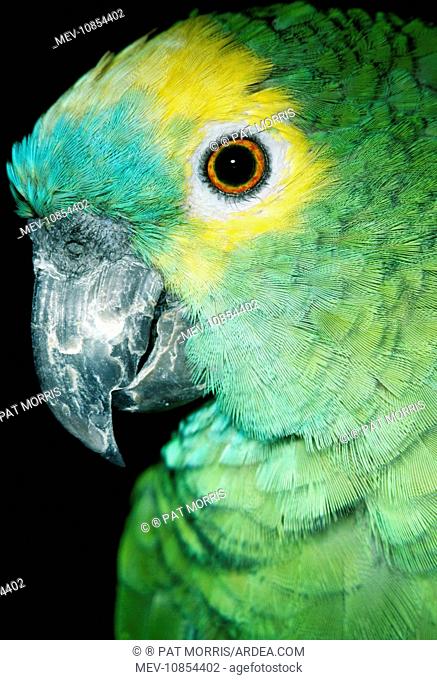 Blue-fronted Amazon / Blue-fronted / Turquoise-fronted PARROT (Amazona aestiva). South America. Distribution: Argentina, Bolivia, Brazil and Paraguay