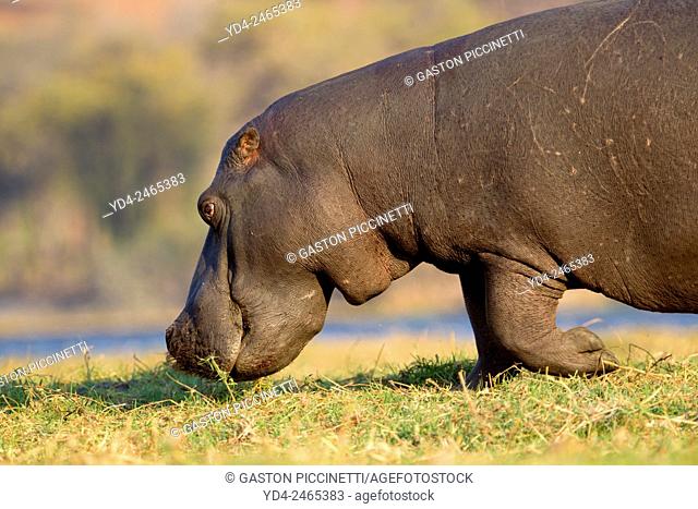 Hippopotamus (Hippopotamus amphibius), Chobe National Park, Botswana