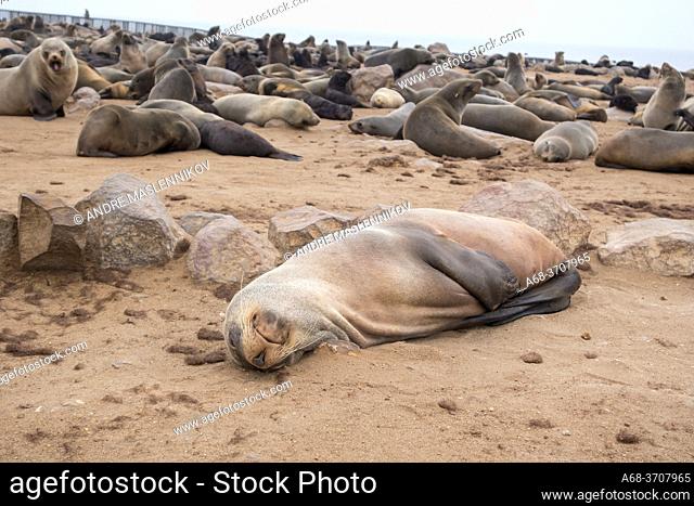 Cape Cross Seal Reserve, Namibia. The Cape Cross Seal Reserve occupies a remote headland on Namibiaâ. . s Skeleton Coast and is home to one of the largest Cape...