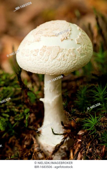False death cap mushroom (Amanita citrina)