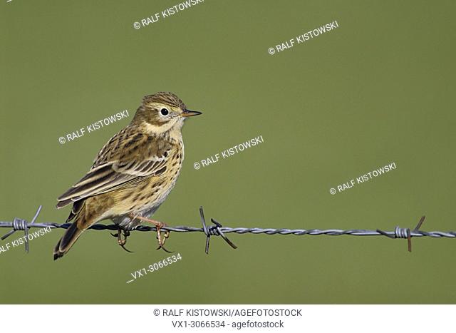 Meadow Pipit ( Anthus pratensis ) sits on barbwire in front of a clean green open habitat background, wildlife, Europe.