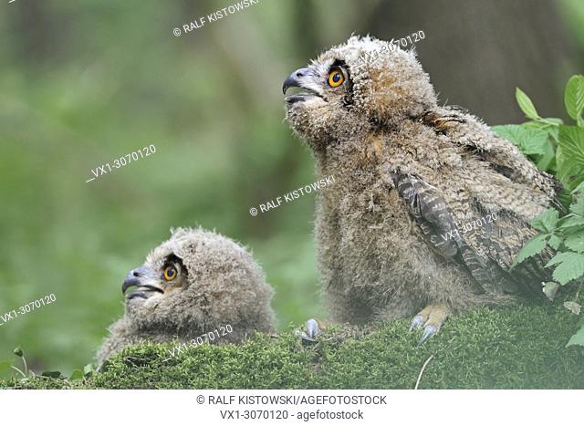 Northern Eagle Owls (Bubo bubo), cute young chicks, moulting, begging, sitting on moss, low point of view, funny, wildlife, Germany, Europe