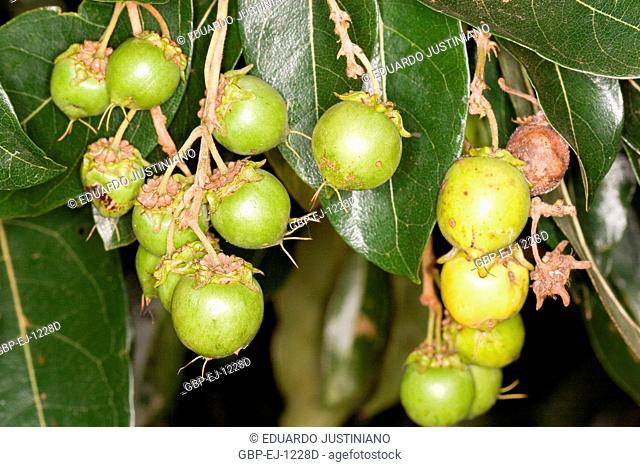 Murice-guaçu (Byrsonima lancifolia), Campina do Monte Alegre, São Paulo, Brazil