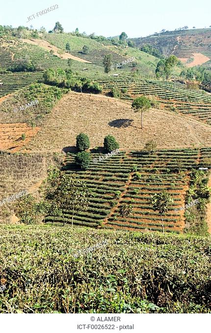 China, Yunnan, between Menghai and Lancang, tea plantation