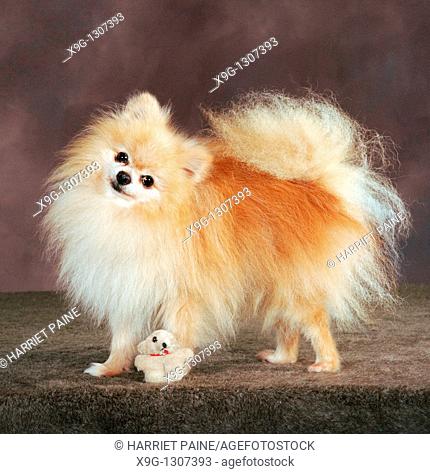 Pomeranian dog: type of breed