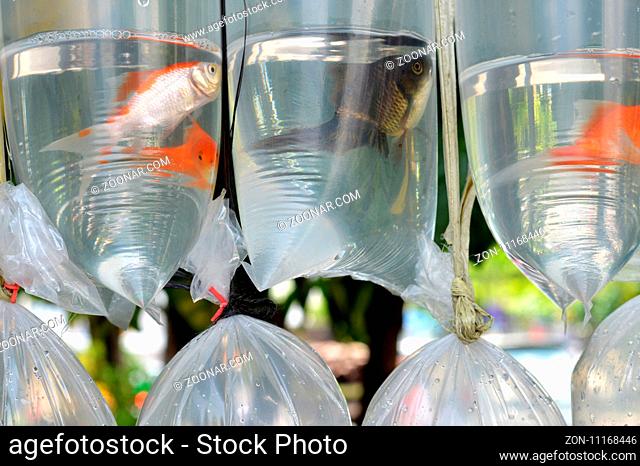 inlaid fish in plastic retail