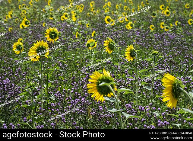 30 July 2023, Brandenburg, Werder (Havel): Yellow sunflowers and purple thistles grow in a field. Photo: Jens Kalaene/dpa