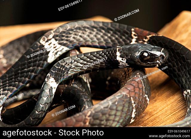Neotropische Natter der Gattung Dipsas, (Colubridae), Amazonas Regenwald, Copalinga, Provinz Zamora, Ecuador / Snail-Eater snake of genus Dipsas, (Colubrideae)