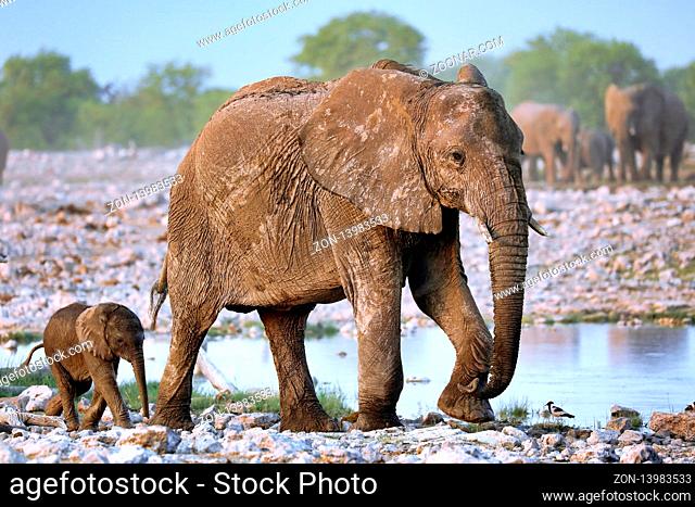 Elefanten, Etosha-Nationalpark, Namibia, (Loxodonta africana) | elephants, Etosha National Park, Namibia, (Loxodonta africana)
