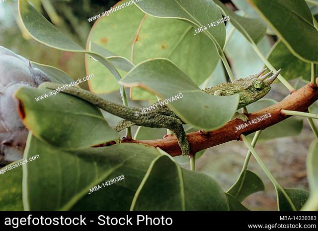 Three-horned chameleon, Jackson's chameleon, Trioceros jacksonii, giant protea, sugar bush, Protea cynaroides, summer, Maui, Hawaii, USA