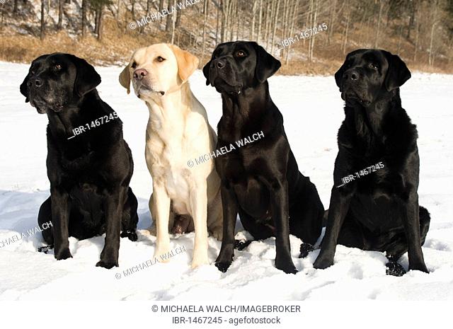 Labrador Retriever and Flat-Coated Retrievers (Canis lupus familiaris), sitting in the snow