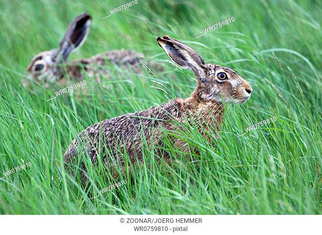 Lepus europaeus, Hare