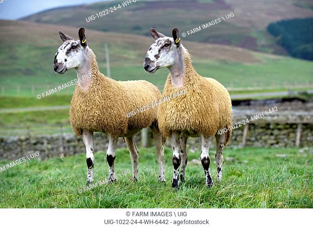 Blue Faced Leicester gimmer lambs. (Photo by: Wayne Hutchinson/Farm Images/UIG)