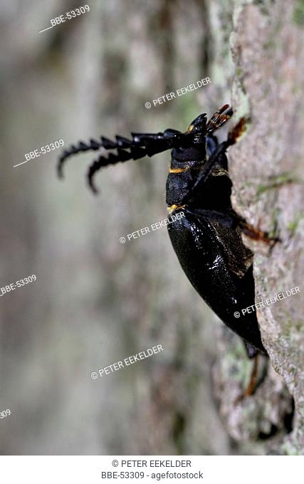 Tanner Sawyer Beetle on old oak