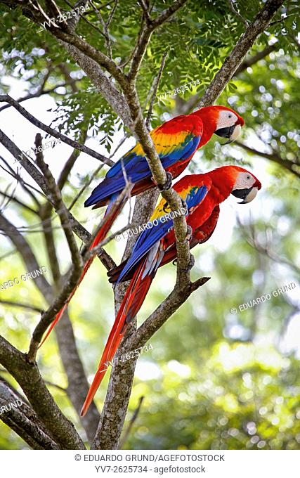 Pair macao macaw (Ara Macao) called ""Lapas Rojas"" in Costa Rica, in the wild in a tree near the river Tárcoles. Rio Tarcoles, Costa Rica, Central America