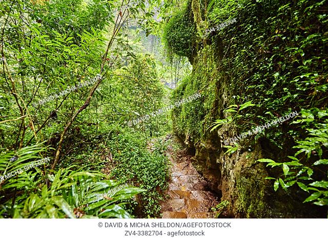 Landscape of a path going through the rainforest to the Zillie falls in spring, Queensland, Australia