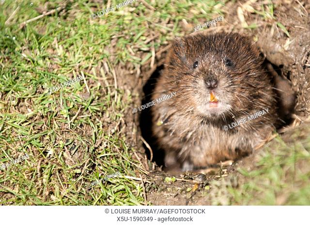 Water vole, Arvicola terrestris at its burrow entrance  the burrow is surrounded by a closely cropped lawn, eaten by the largely herbivorous rodents   British...