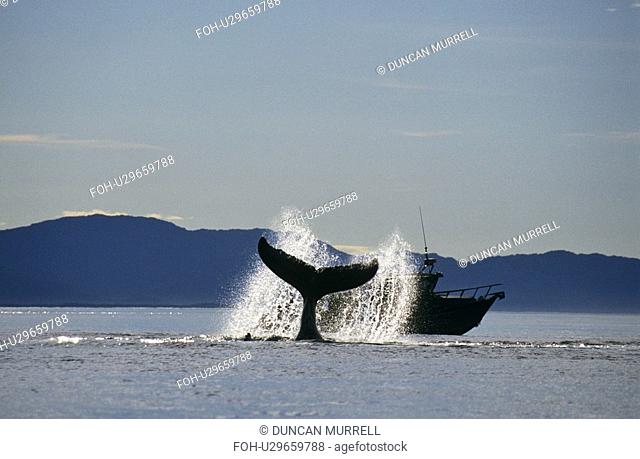 Humpback Whale Megaptera novaeangliae lobtailing. Icy Straits, S.E. Alaska