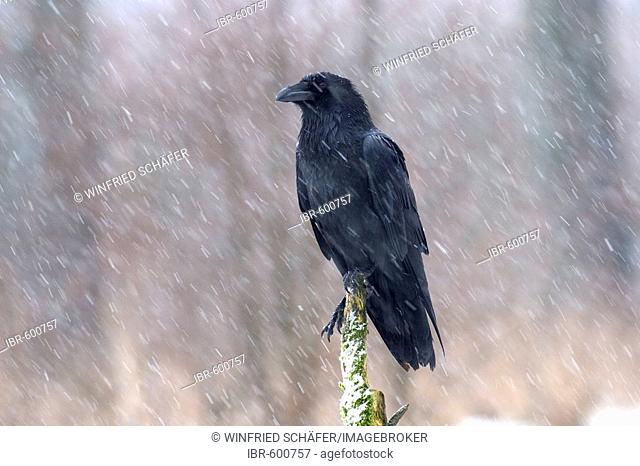 Common Raven (Corvus corax) in winter during snowfall, Usedom, Germany