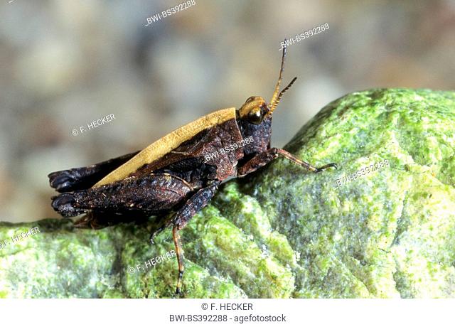 Slender groundhopper (Tetrix subulata, Tetrix subulatum, Acrydium subulatum), on a stone, Germany