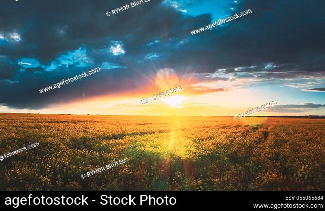 Sunshine During Sunset Above Rural Landscape With Blooming Canola Colza Flowers. Sun Shining In Dramatic Sky At Sunrise Above Spring Agricultural Rapeseed Field