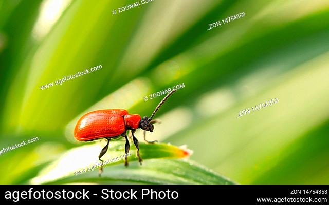 Scarlet lily beetle, Red lily beetle, Lily leaf beetle, (Lilioceris lilii), sits on a leaf