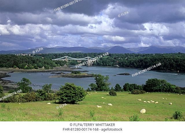 Wales - Menai suspension bridge with sheep grazing in foreground, from Anglesey