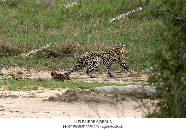 African Leopard (Panthera pardus pardus) adult, carefully avoiding Nile Monitor (Varanus niloticus) adult, Kruger N.P., Great Limpopo Transfrontier Park