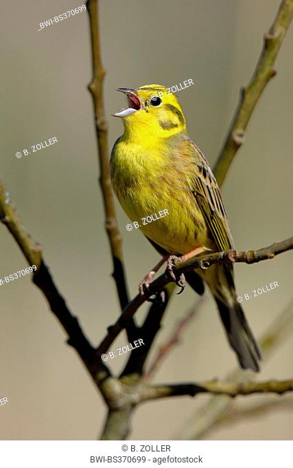 yellowhammer (Emberiza citrinella), singing male, Germany