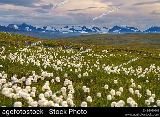 Landscape with cotton grass and Sarek national park mountains in background in nice light at evening time with storm comming in, along the kings trail
