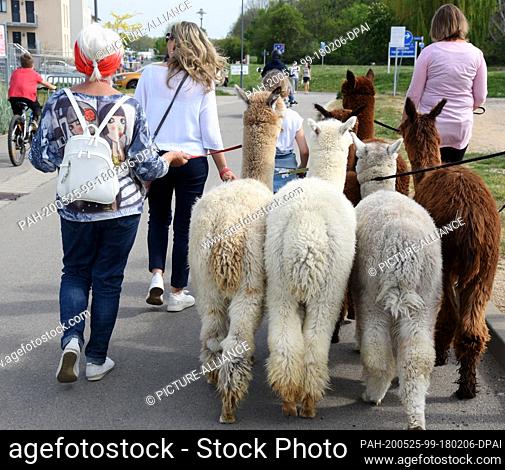 09 May 2020, Saxony, Kahnsdorf: A first hike this year with the alpacas of Diana Gröhmann (r) from the Alpaca-Shop Leipziger Land can be enjoyed by a family...