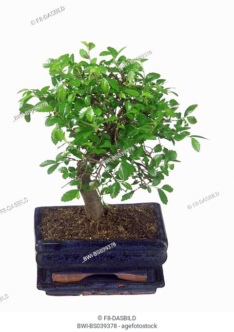 lacebark elm, Chinese elm (Ulmus parvifolia, Ulmus chinensis), Bonsai Tree