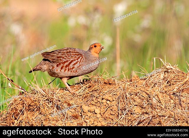 Little grey partridge, perdix perdix, standing on ground in summer sun. Small bird rustling feather on dry earth. Wild brown animal looking on grass from side
