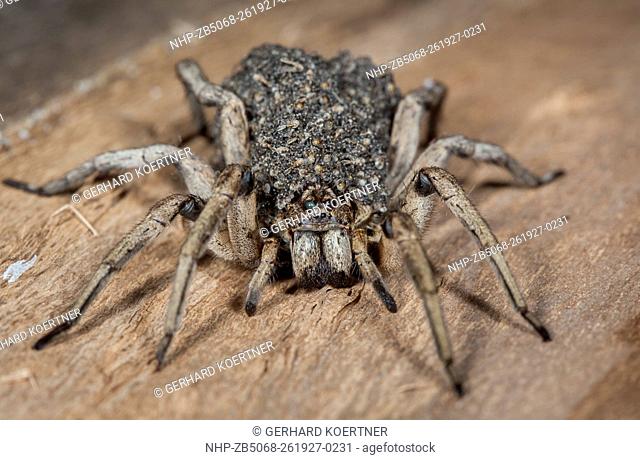 Wolfspider (Venatrix spp.?), Fam. Lycosidae, Female carying spiderlings, Warrumbungle National Park, New South Wales, Australia