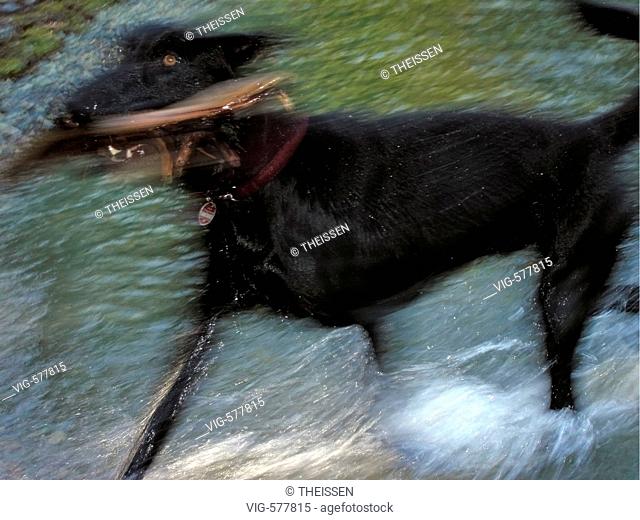 black dog running through water retrieving carrying a big long stick log fuzziness haziness through movement. - 11/09/2005