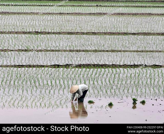 01 March 2023, Vietnam, Hai Duong: A woman works in a rice field in Vietnam's Hai Duong province. Photo: Alexandra Schuler/dpa. - Hai Duong/Vietnam