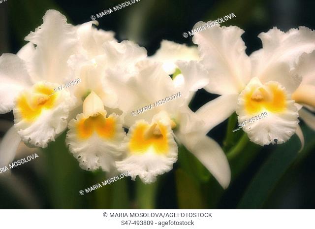 White Cattleya Orchid Hybrid in bloom. February 2006. Maryland, USA